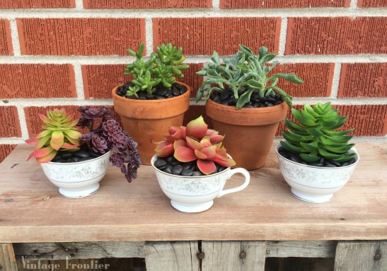Tea Cup Succulents