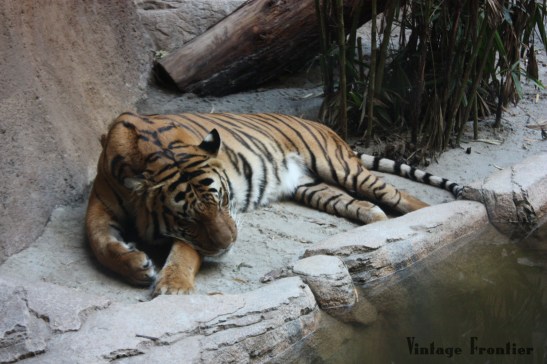 A visit to the San Diego Zoo is a must if you visit Southern Cali.